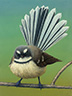 Portrait of a New Zealand Fantail